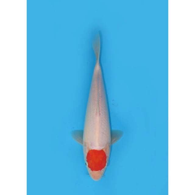 Super Tancho Tosai - 22cm