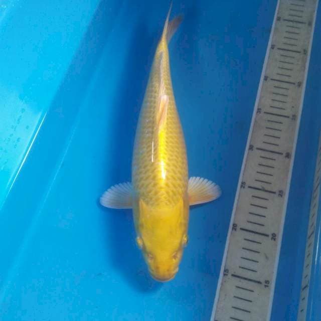 Yamabuki Ogon, 35 cm