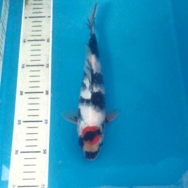Tancho Showa, 26 cm