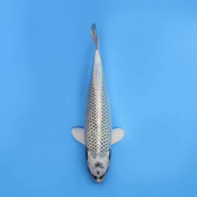 40cm - WHITE MATSUBA