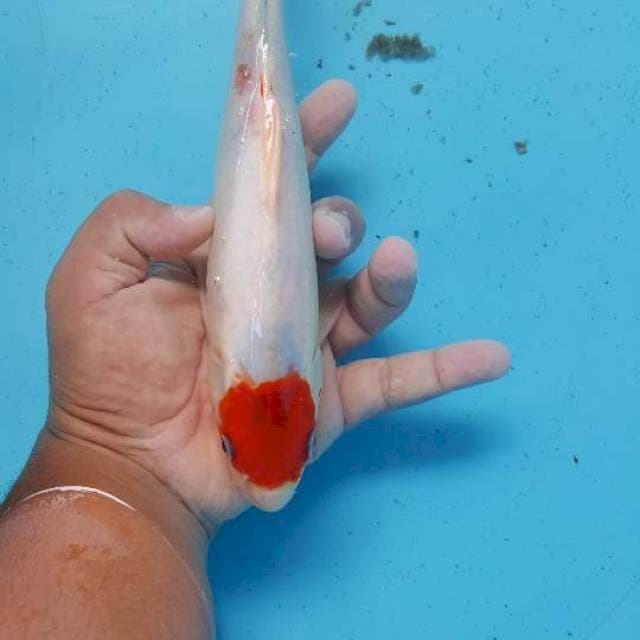 Tanco 28 cm