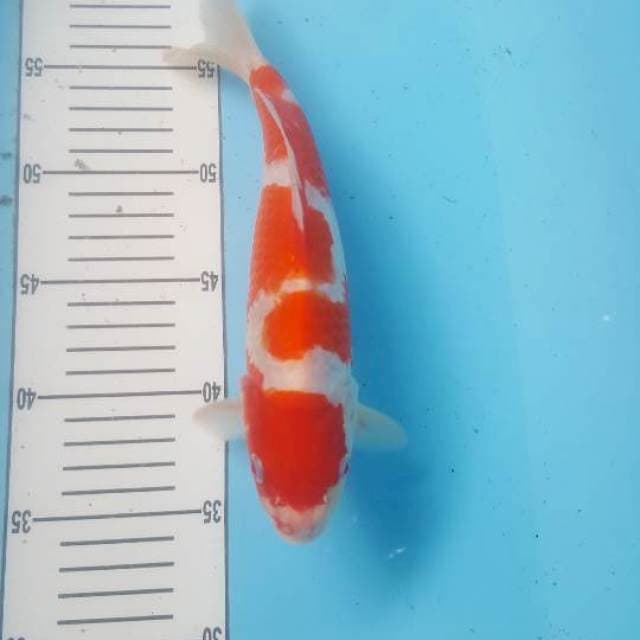 Kohaku 29 cm strong cuting kering