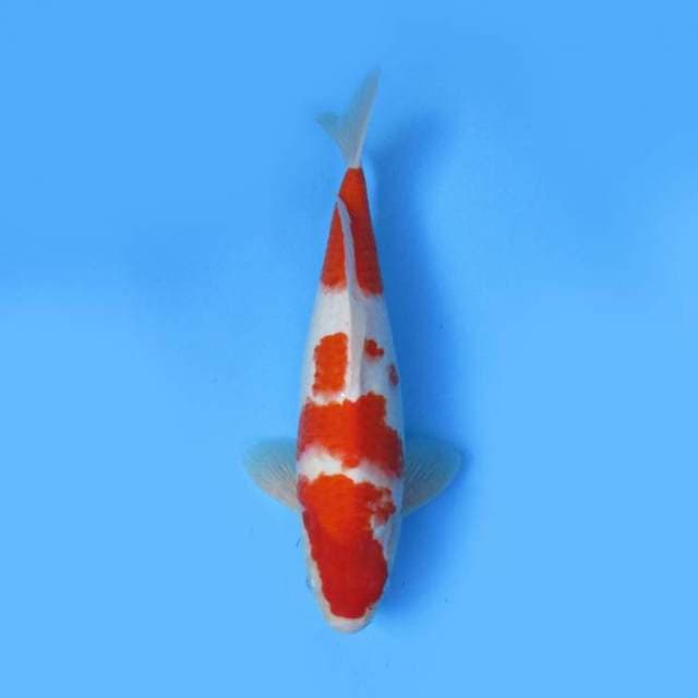 34cm - KOHAKU BODY ?