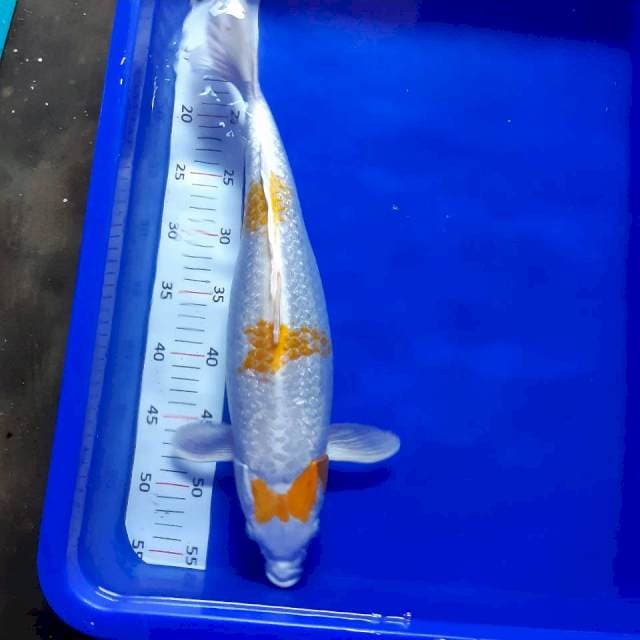Feng shui 44 cm female 