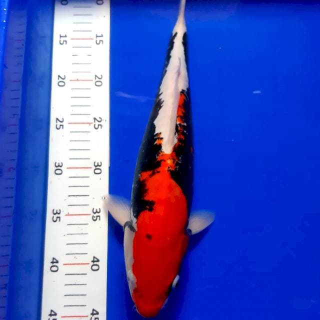 Benikumon male 37 cm 