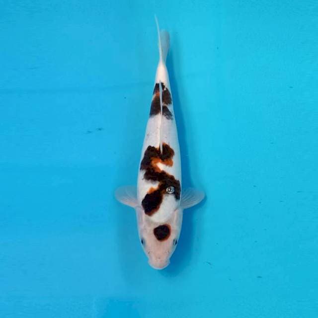 Budho goromo
