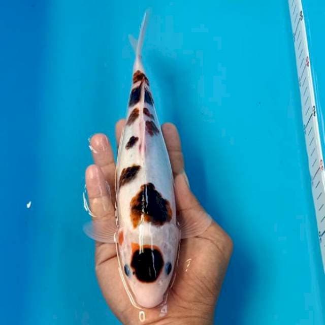 Budho goromo