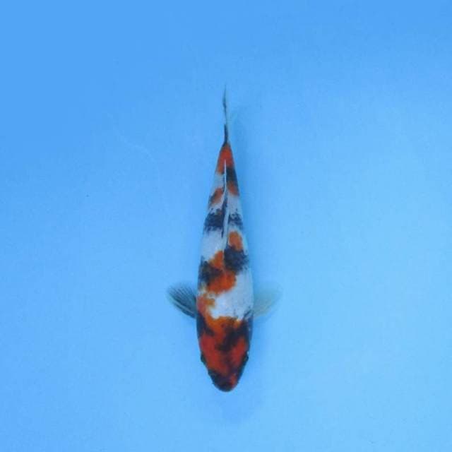 NEAR KOI - 22cm - SHOWA