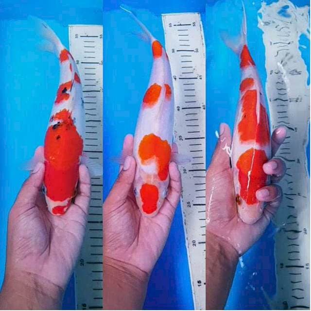 Mix 28-30cm Hottt