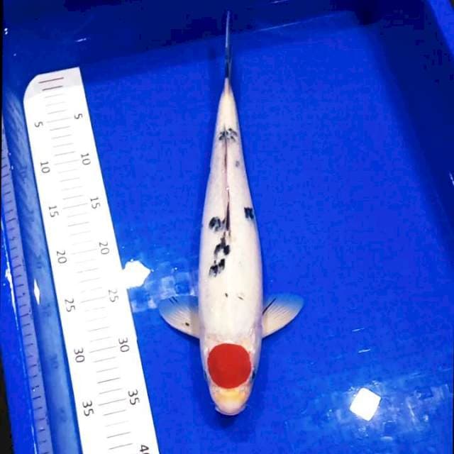 Tancho Jumbo # 40cm MALE