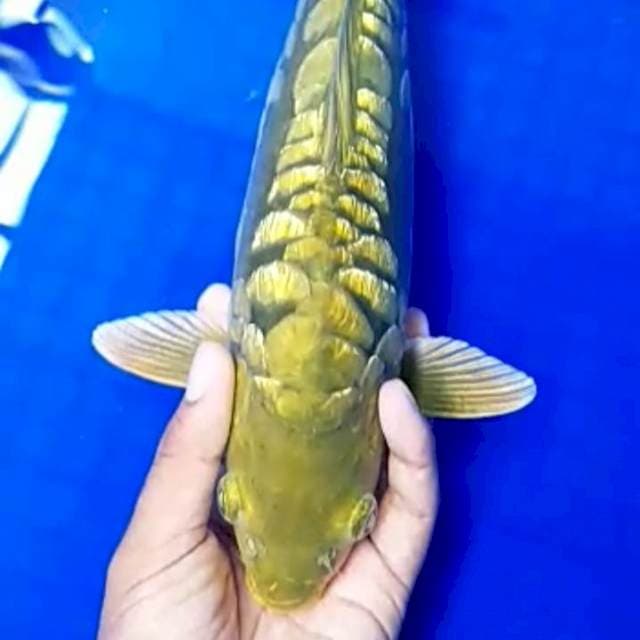 Naga Hijau Berpunuk 35cm