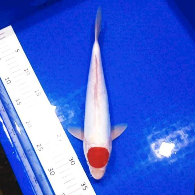 Doitsu Tancho # 33cm MALE