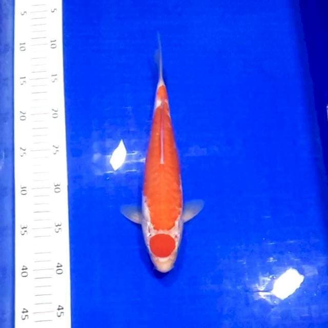 Maruten Kohaku Doit # 28cm FEMALE