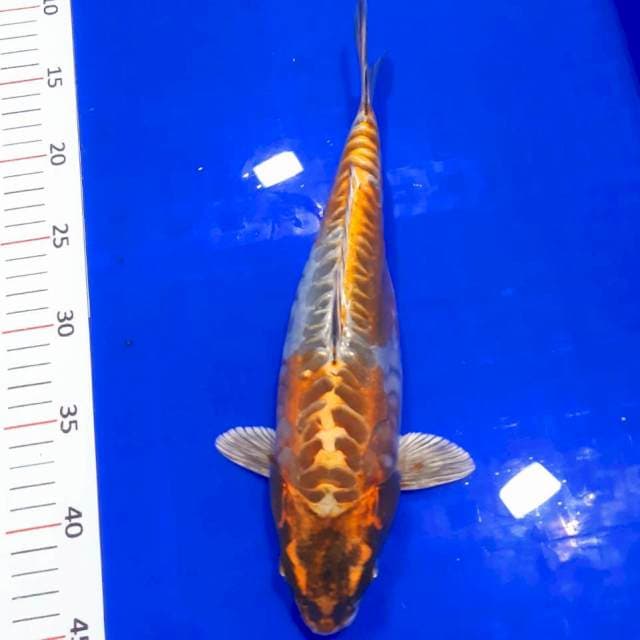 Kikko bakat jumbo 30 cm