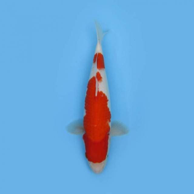NEAR KOI - 32cm - KOHAKU