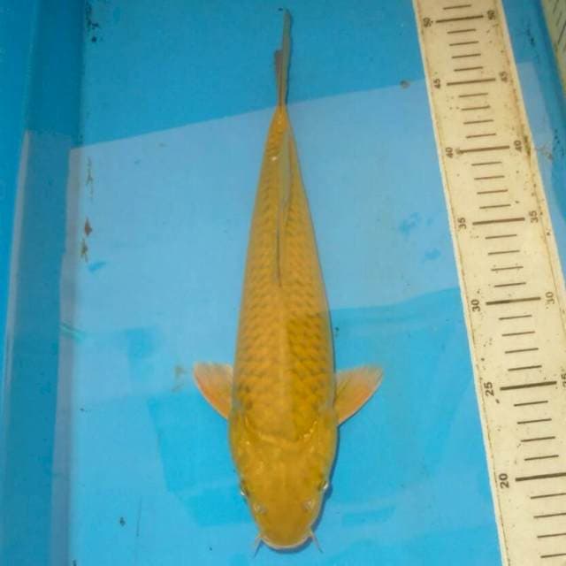33cm HIJAU MIDORI