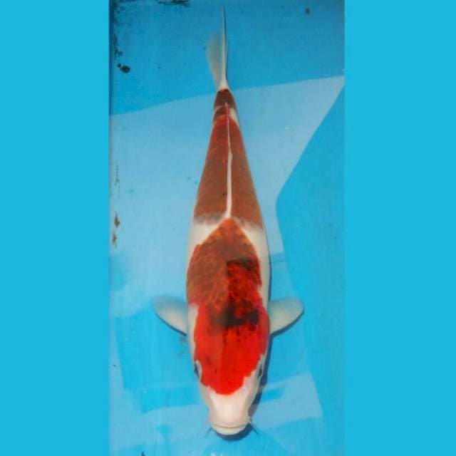 37cm F1 KOROMO ANGGUR