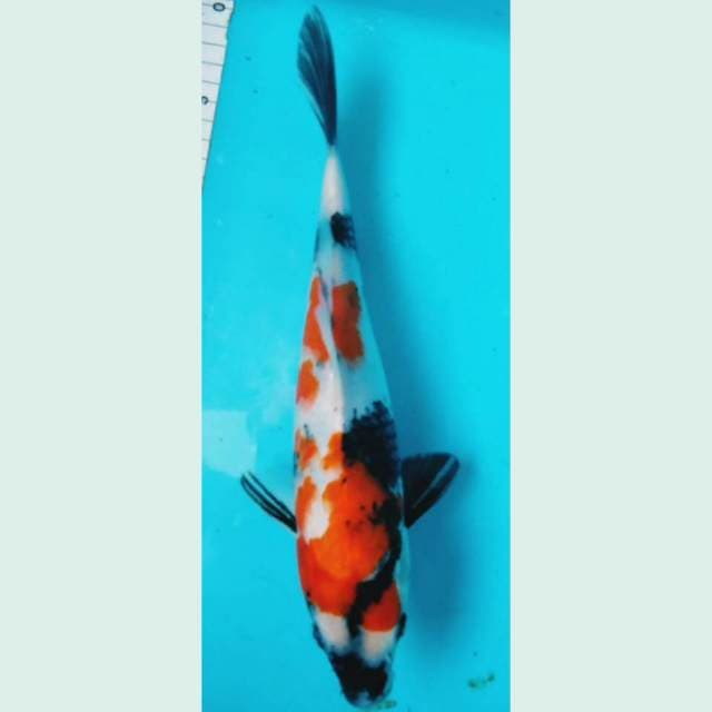 Showa 30cm. Original, Good Skin.
