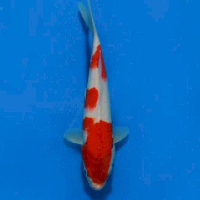 Kohaku 27 cm ml
