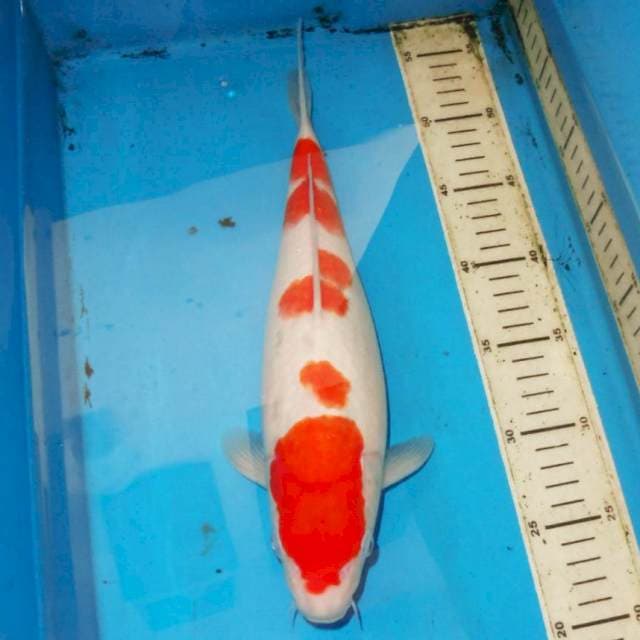35cm F1 Kohaku