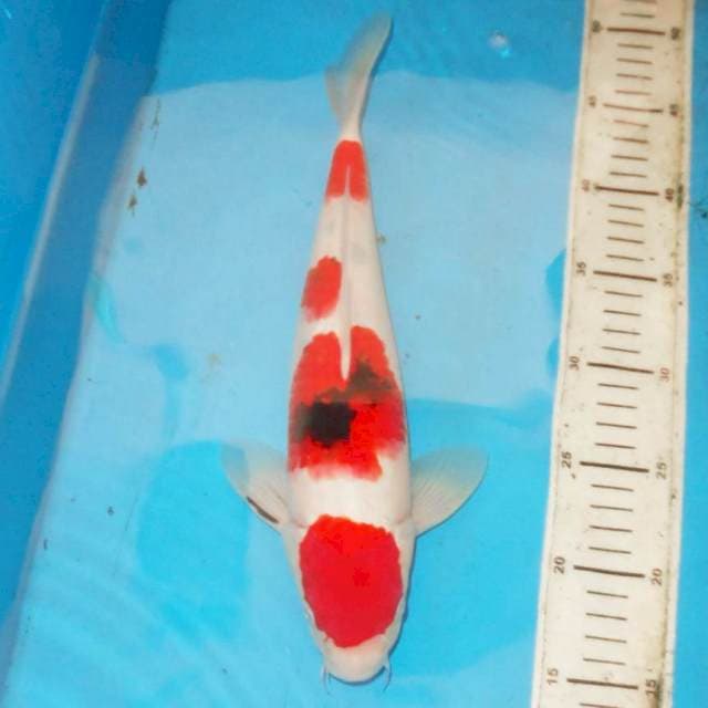 34cm F1 Sanke
