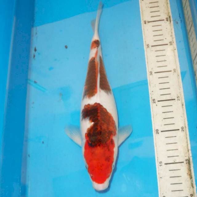 32cm F1 Koromo