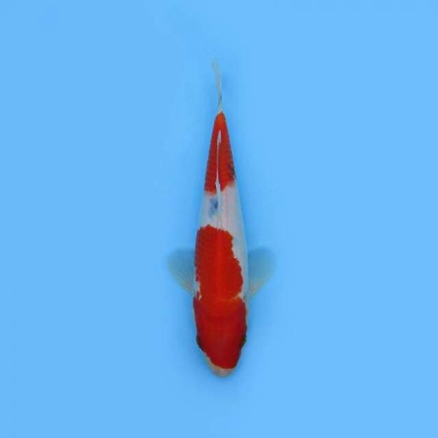 NEAR KOI - 24cm - SANKE