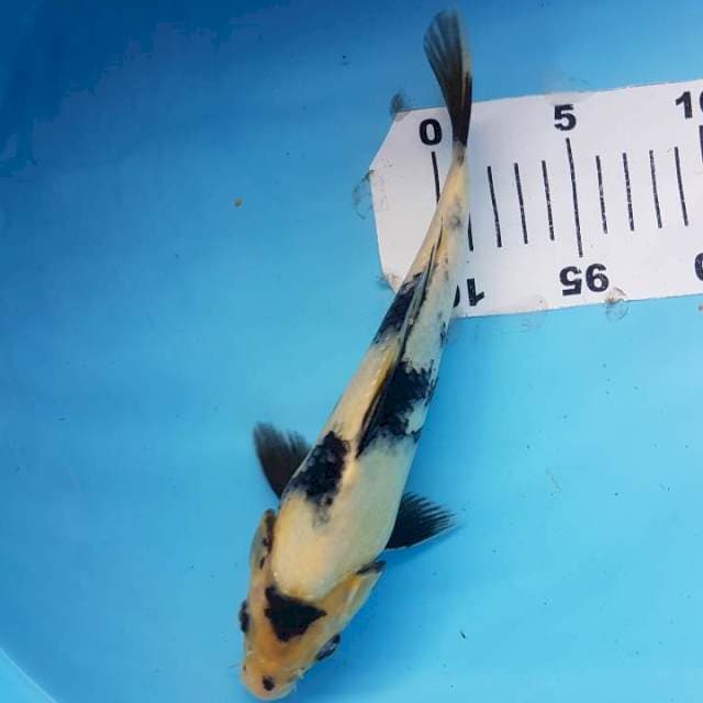 Shiro Utsuri F1 induk Omosako 25BU (+- 23cm)