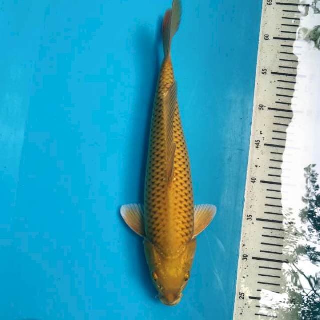 Midorigoi 37cm ( F )
