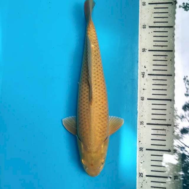 Midorigoi 36cm ( F )