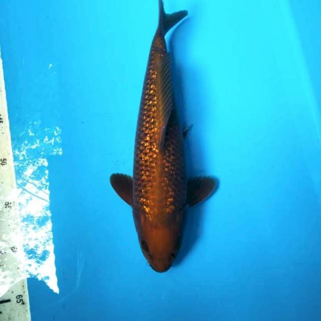 Ginrin tembaga 32cm ( F )