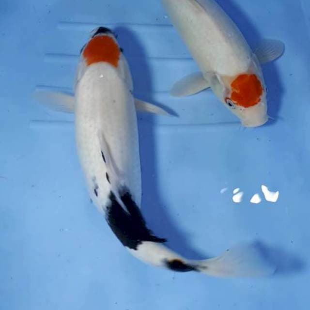 TANCHO 33 34 CM