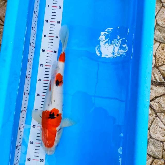 40 male sandan