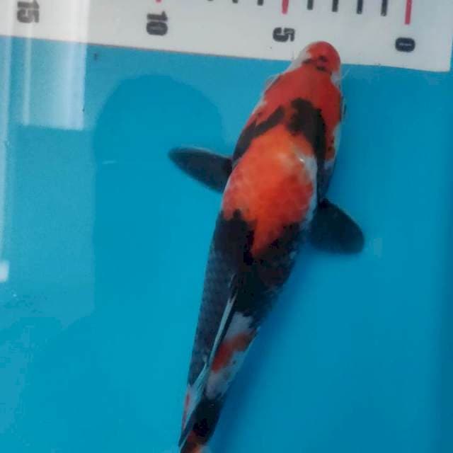 Showa 26 M