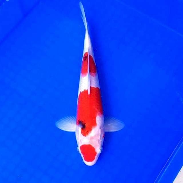 Maru Sanke # 30cm