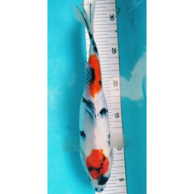 Showa 27cm. Original, good skin. 
