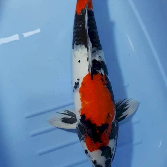 SHOWA 49 CM