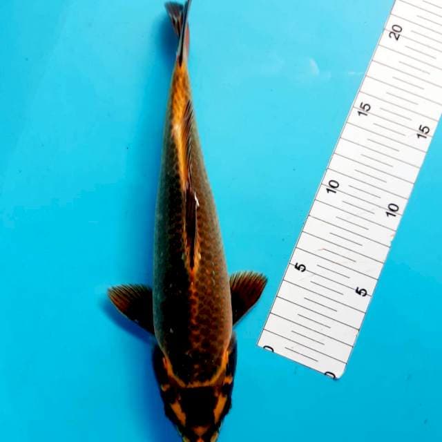 Kabuto 27 cm