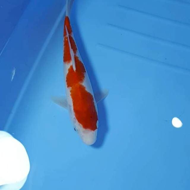 INAZUMA KOHAKU 25 CM