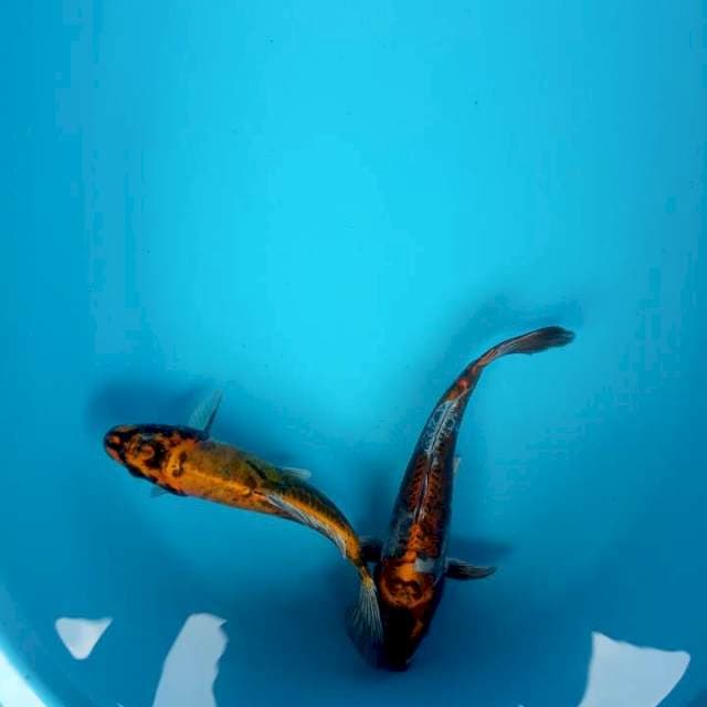 2 sijoli kiko