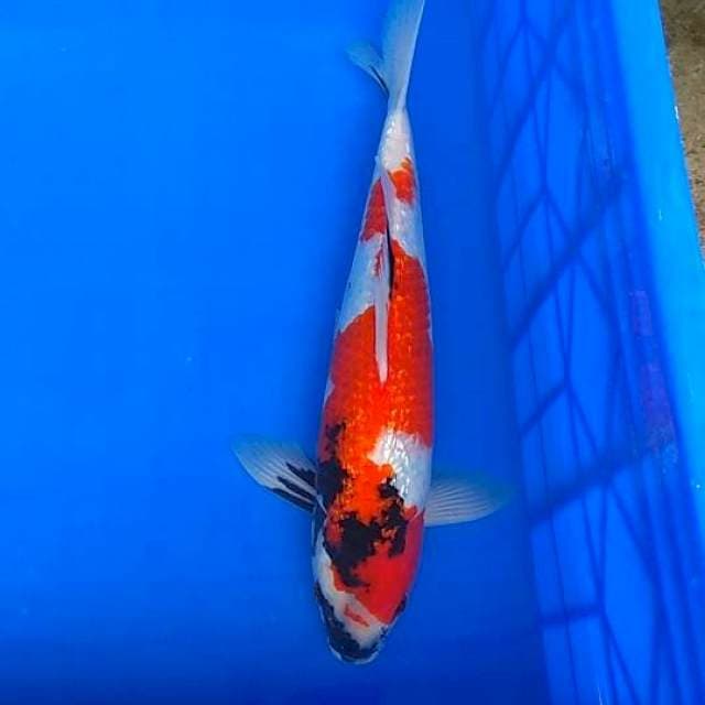 Showa ginrin 36cm