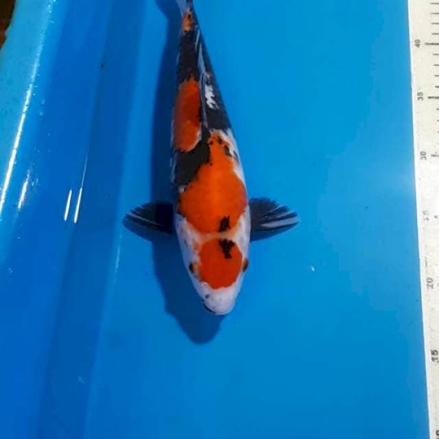 KINDAI SHOWA 30 CM