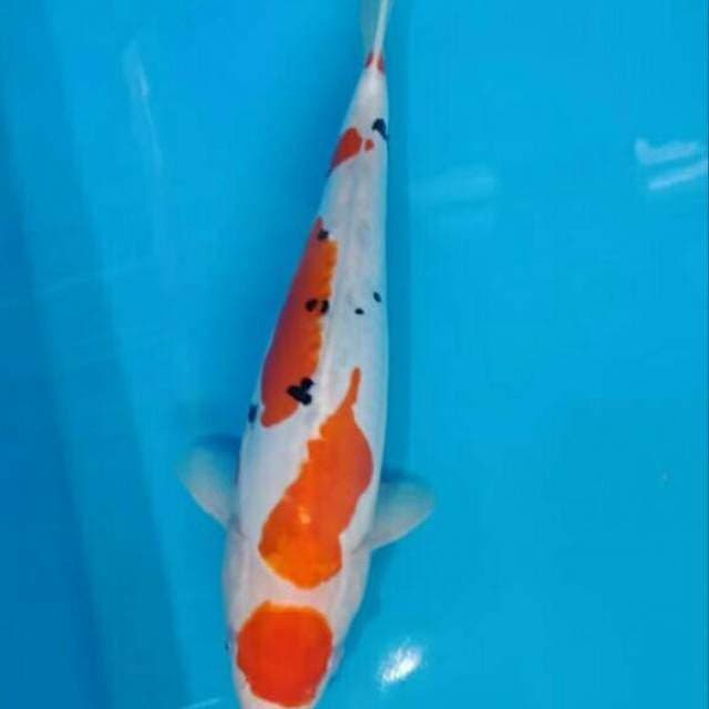 Maruten sanke doitshu tategoi murni