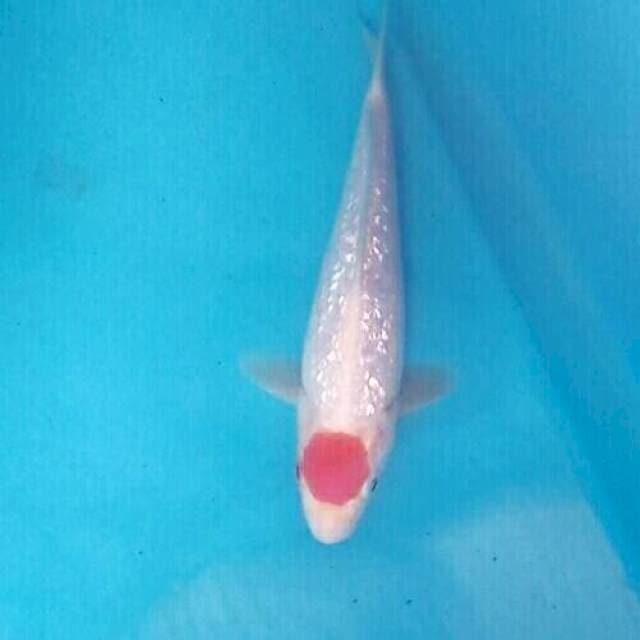 Tancho Kohaku Ginrin, 21 cm