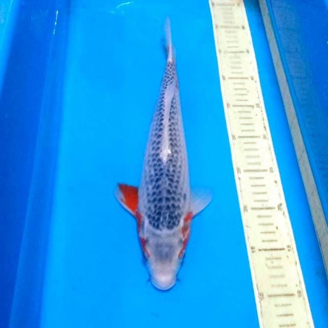 Asagi mantab, strip merah 35cm