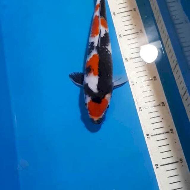 KINDAI SHOWA 31 CM