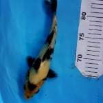 Shiro F1 induk Omosako serti dealer 2J Surabaya 25BU (+- 23cm)