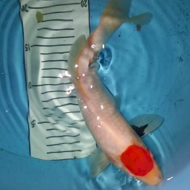 Tc showa 29 cm