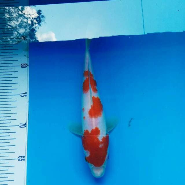 25 cm || KOHAKU SAKURA SQ