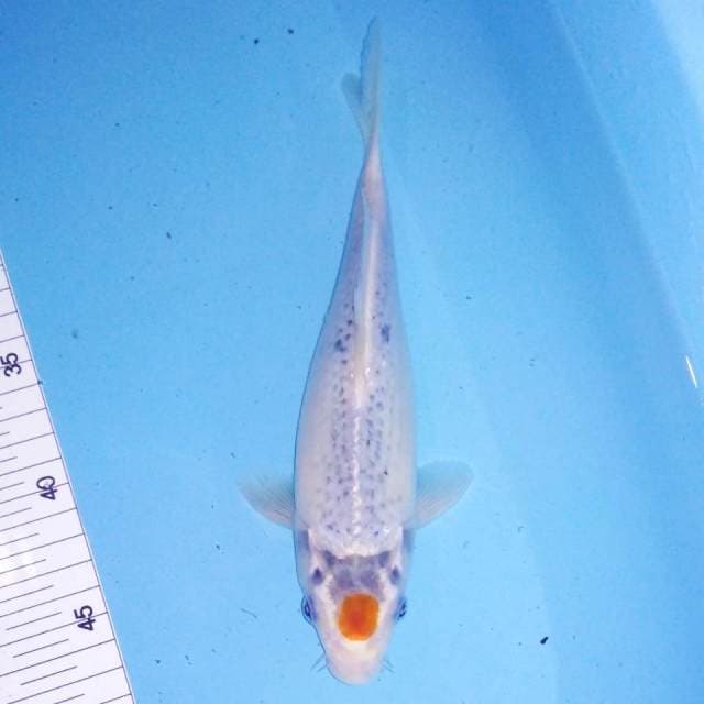 Tancho 25cm